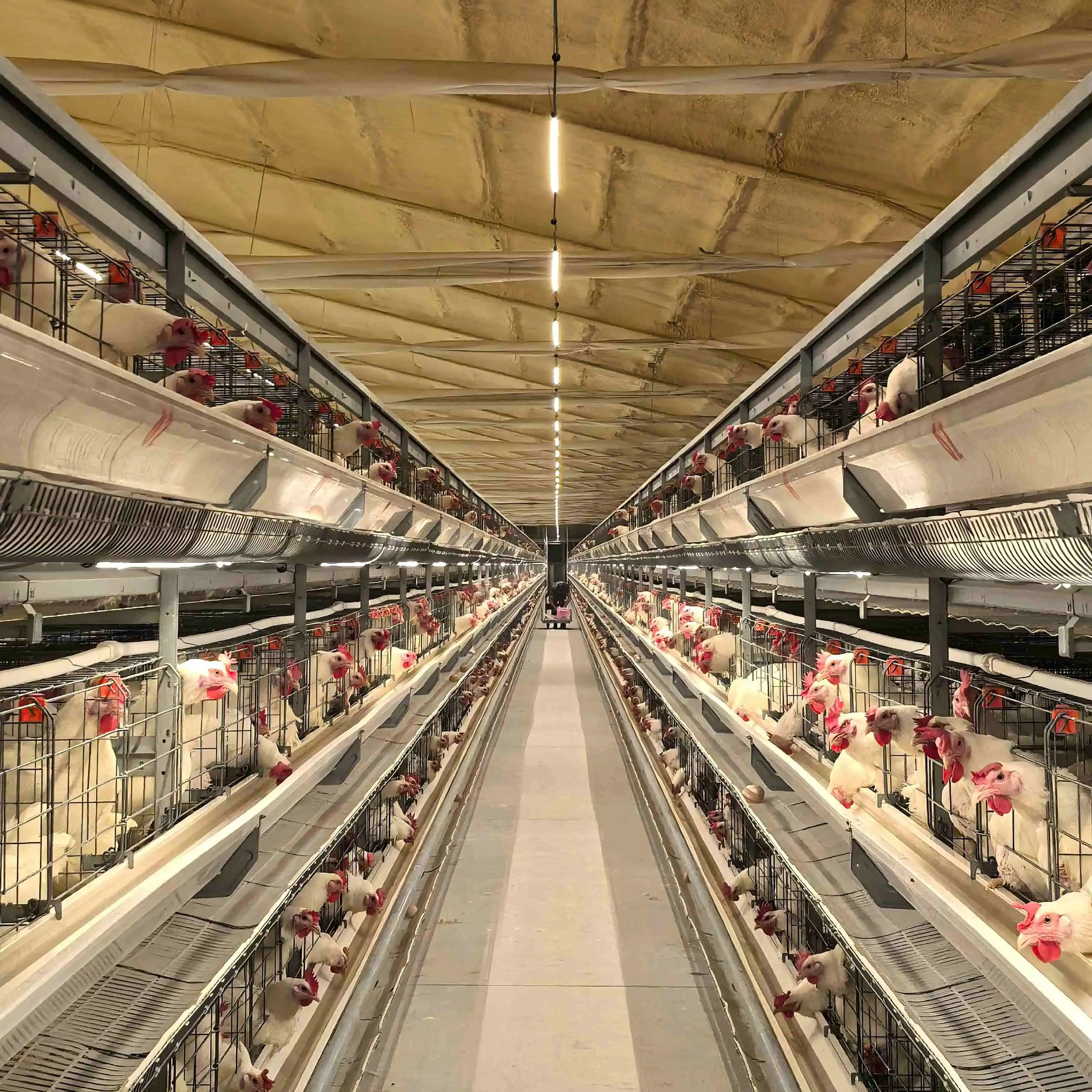 layer chicken cage layer chicken cage