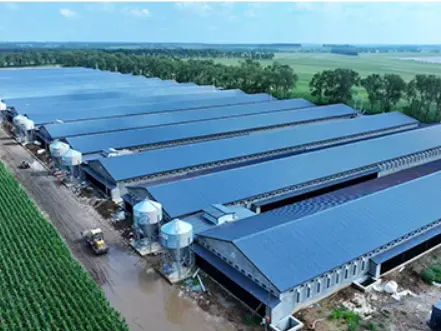 Huabang Smart Successfully Completes Philippine Broiler Chicken Farm Project Huabang Smart Successfully Completes Philippine Broiler Chicken Farm Project