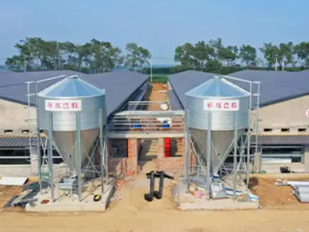 Huabang Smart Successfully Completes Philippine Broiler Chicken Farm Project