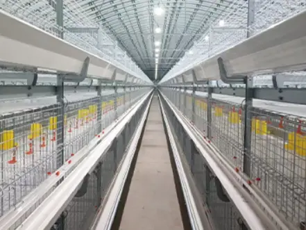Huabang Smart Successfully Completes Philippine Broiler Chicken Farm Project Huabang Smart Successfully Completes Philippine Broiler Chicken Farm Project